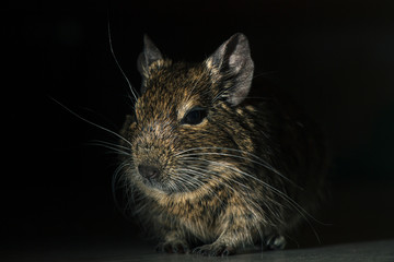 Rodent Degu (Chilean squirrel) stands in the dark, he is illuminated by a bright light. Topics of animals and rodents pests