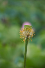 lotus bloom purity of heart