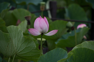 Fototapeta premium lotus bloom purity of heart