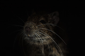 Rodent Degu (Chilean squirrel) stands in the dark, he is illuminated by a bright light. Topics of animals and rodents pests