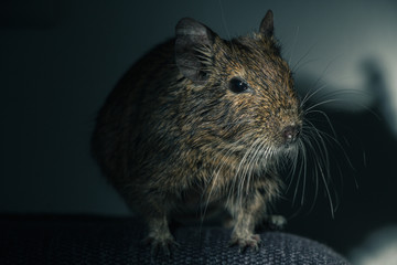 Rodent Degu (Chilean squirrel) stands in the dark, he is illuminated by a bright light. Topics of animals and rodents pests
