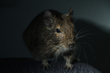 Rodent Degu (Chilean squirrel) stands in the dark, he is illuminated by a bright light. Topics of animals and rodents pests