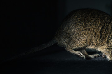 Rat ran in the dark, he is illuminated by a bright light. Theme of rodent pests