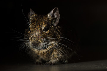 Rodent Degu (Chilean squirrel) stands in the dark, he is illuminated by a bright light. Topics of animals and rodents pests