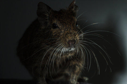 Rodent Degu (Chilean squirrel) stands in the dark, he is illuminated by a bright light. Topics of animals and rodents pests