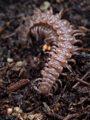 P1010093 flat-backed millipede, Polydesmus species, cECP 2020
