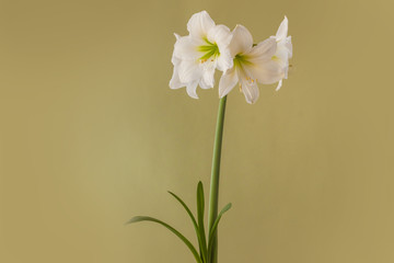 White miniature hippeastrum (amaryllis) sonatini "White Rascal"