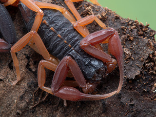 P1010124 Centruroides gracilis, Florida bark scorpion, close-up cECP 2020