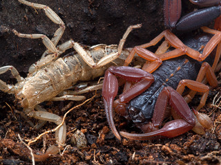 P1010115 Centruroides gracilis, Florida bark scorpion, exoskeleton cECP 2020