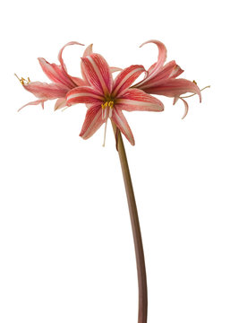 Bloom hippeastrum  (amaryllis)