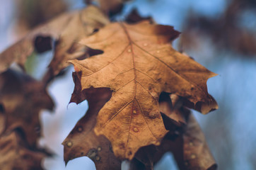 Autumn leaves found in the park during a walk