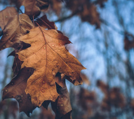 Autumn leaves found in the park during a walk