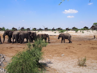 Fototapeta na wymiar A herd of African elephants came to drink water, Campsite, Elephant Sands Lodge, Kasane, Nata, Botswana