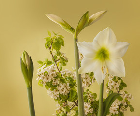 Flowering hippeastrum (amarillys) "Lemon Star"  and pear tree branches