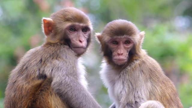Close shot of two cute monkeys in the park