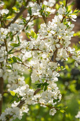 Obraz premium Kwitnąca gałąź śliwy