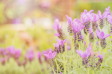 Obraz premium Summertime. Blooming lavender in a field