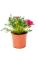 Pink Gazania plant in flowerpot