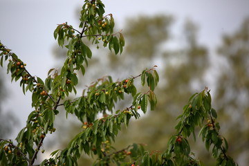 Ripening cherry fruits on tree branch clsoe up, background in soft focus