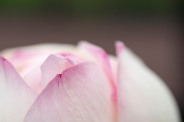 lotus bloom purity of heart