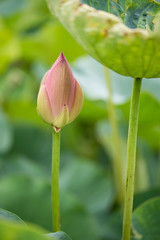 lotus bloom purity of heart
