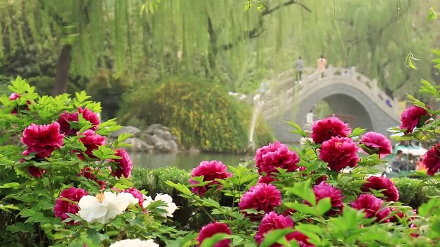 White and pink peonies by the lake in park against green trees and stone bridge
