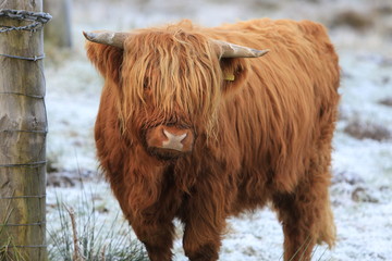scottish highland cow