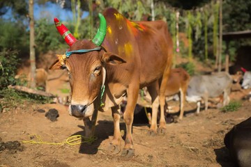 Kolli Hills, Tamil Nadu, India. Circa January, 2019. A cow with a red and a green horn rests in a...