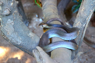 "SPECTACLED COBRA"