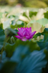 Obraz premium lotus bloom purity of heart