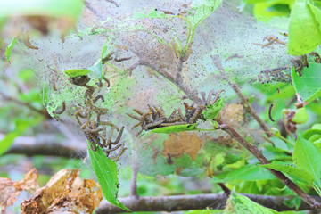   branches of trees entwined with cobwebs and a lot of caterpillars     