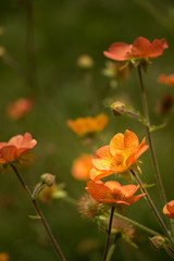 Orange summerly flower