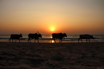 "END OF THE DAY"
THE IMAGE WAS SNAPPED IN GOA ON BENAULIM BEACH. 
