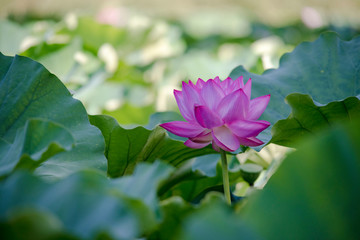 Obraz premium lotus bloom purity of heart