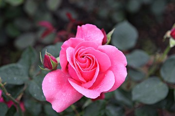 한국 인천시 남동구 장미원 입니다