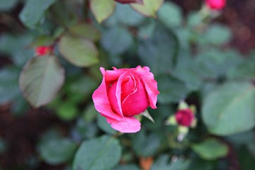 한국 인천시 남동구 장미원 입니다