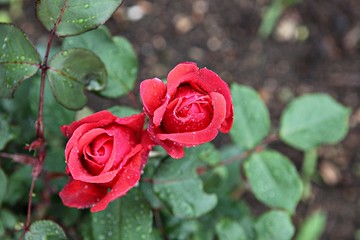 한국 인천시 남동구 장미원 입니다