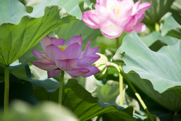 Obraz na płótnie Canvas lotus bloom purity of heart