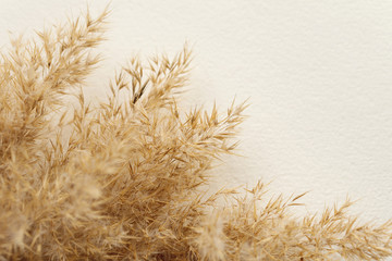 Dried natural pampas grass on white surface. Flat lay. Background boho. Minimalism. Low depth of...