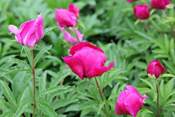 한국 인천시 남동구 장미원 입니다
