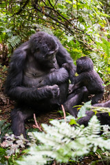 The mountain gorilla (Gorilla beringei beringei) is a subspecies of eastern gorilla. This is the second largest primate in the world