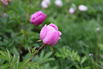 한국 인천시 남동구 장미원 입니다