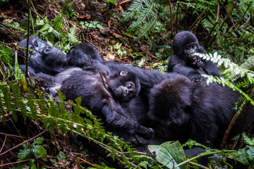 Fototapeta premium The mountain gorilla (Gorilla beringei beringei) is a subspecies of eastern gorilla. This is the second largest primate in the world