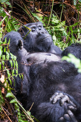 The mountain gorilla (Gorilla beringei beringei) is a subspecies of eastern gorilla. This is the second largest primate in the world