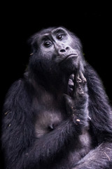 The mountain gorilla (Gorilla beringei beringei) is a subspecies of eastern gorilla. This is the second largest primate in the world