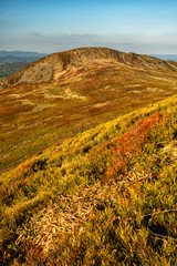 Amazing colours of the mountain meadows in the early spring. Bieszczady National Park. Carpathians. Poland.