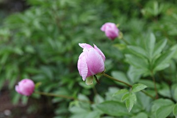 한국 인천시 남동구 장미원 입니다