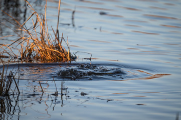 Eurasian coot diving