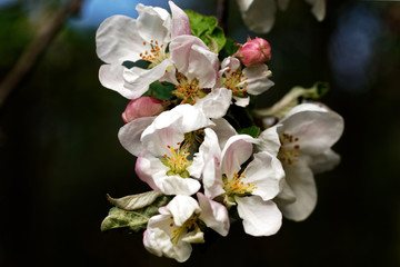 Blossoming apple-plum on the abstract background. Branches of blossoming apple-plum in spring