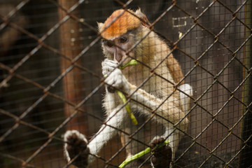 Wildlife animal. Monkey or macaque in a cage eating a green bean pod